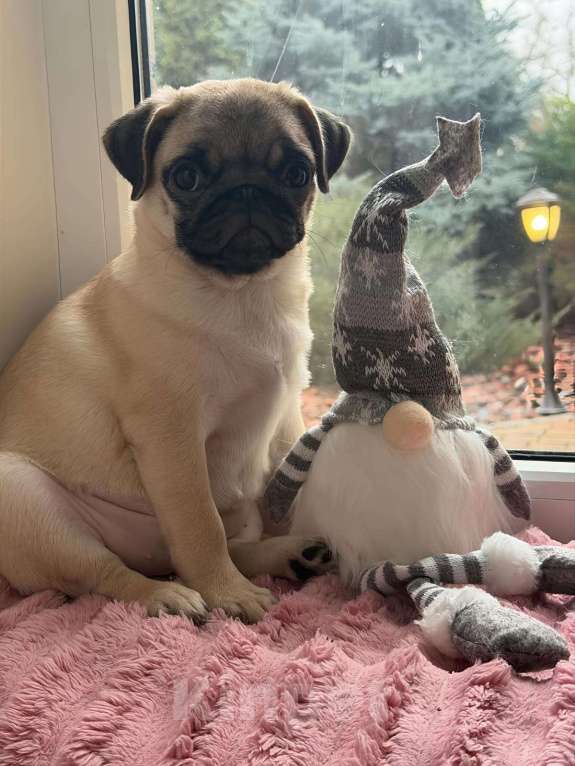 Собаки в Ростове-на-Дону: Щенки мопса  Девочка, 38 000 руб. - фото 1