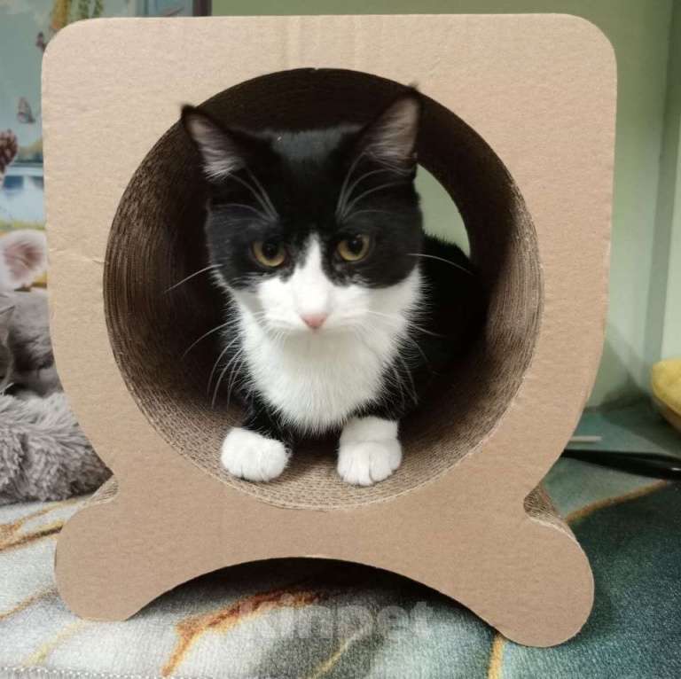 Кошки в Москве: Веня Мальчик, Бесплатно - фото 4