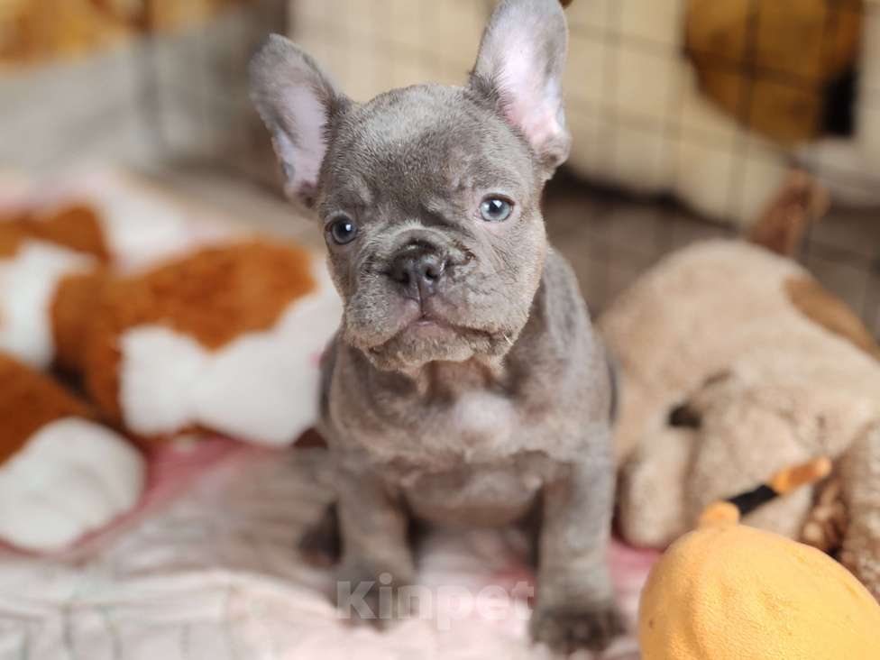 Собаки в Санкт-Петербурге: Шикарная лиловая девочка Девочка, 70 000 руб. - фото 6