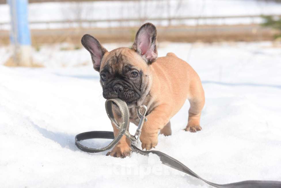 Собаки в Москве: Тимоти Мальчик, 65 000 руб. - фото 4