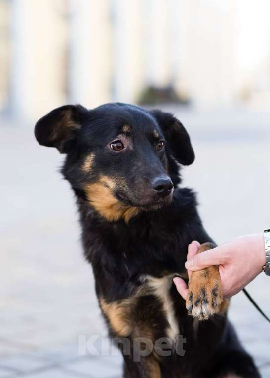 Собаки в Санкт-Петербурге: Милая собака небольшого размера Девочка, Бесплатно - фото 6