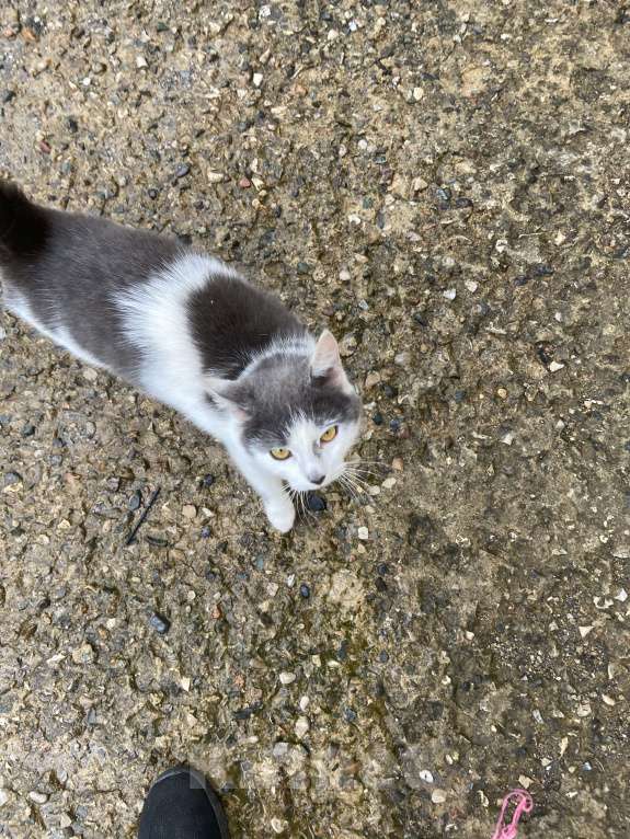 Кошки в Москве: Кот Мурзик Мальчик, Бесплатно - фото 5