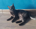 Кошки в Красноярске: Кошечка хищница Девочка, Бесплатно - фото 5