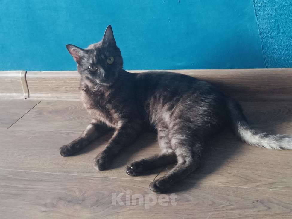 Кошки в Красноярске: Кошечка хищница Девочка, Бесплатно - фото 5