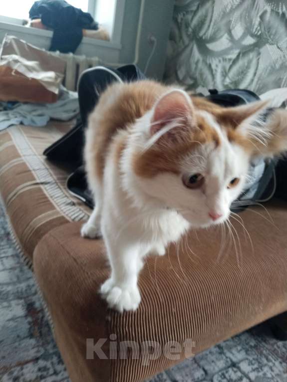 Кошки в Новокузнецке: Тони Мальчик, Бесплатно - фото 2