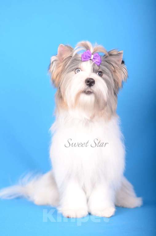 Собаки в Нижнем Новгороде: Голубоглазая девочка цветного йорка Девочка, 60 000 руб. - фото 3