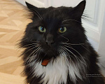 Кошки в Теберде: Кот ищет кошечку, кот на вязку, Бесплатно - фото 9