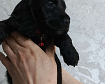 Собаки в других городах Башкортостана: Продаётся Девочка, 20 000 руб. - фото 5