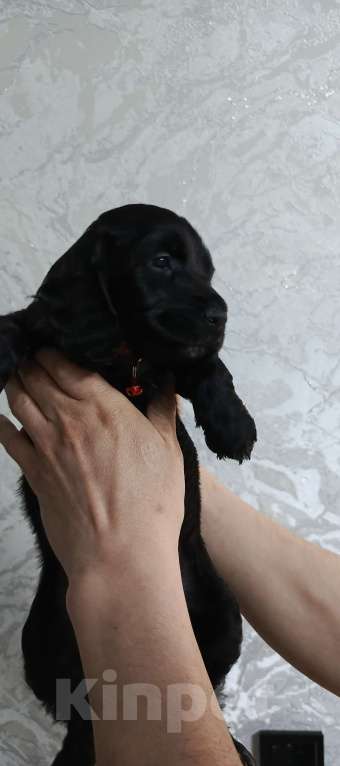 Собаки в других городах Башкортостана: Продаётся Девочка, 20 000 руб. - фото 5