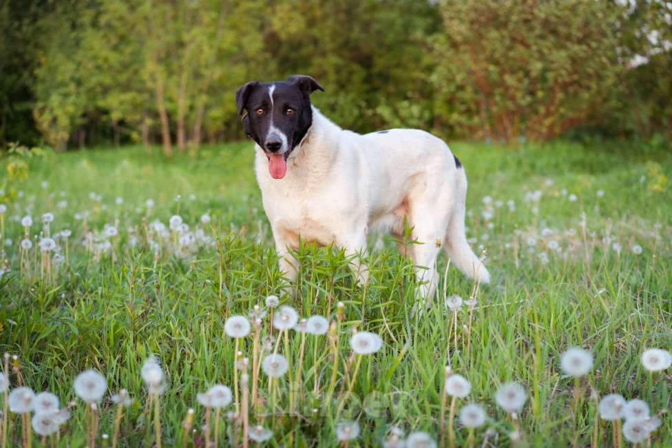 Собаки в Москве: Пёсель из приюта в поисках дома Мальчик, Бесплатно - фото 7