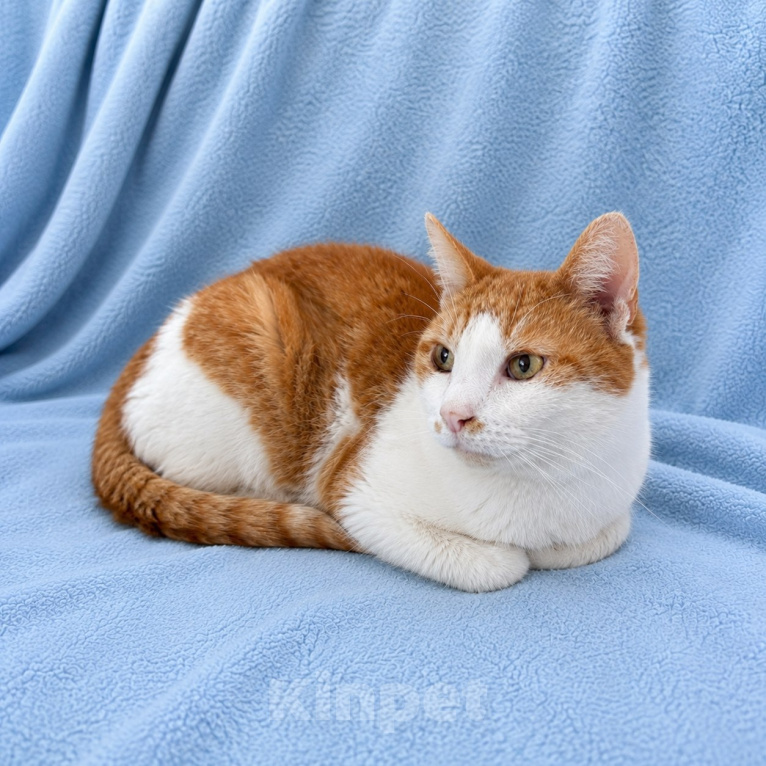 Кошки в Москве: Кот в добрые руки Мальчик, Бесплатно - фото 4