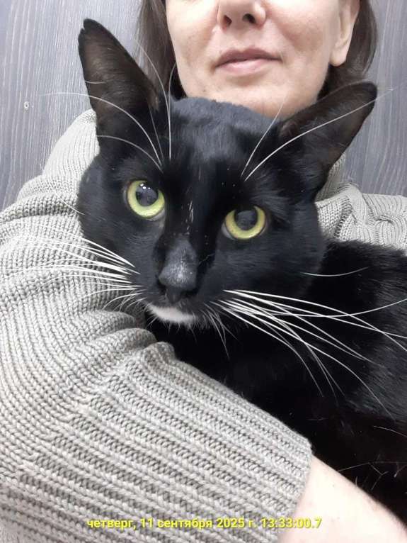 Кошки в Москве: кот Чулочек ищет дом Мальчик, Бесплатно - фото 5