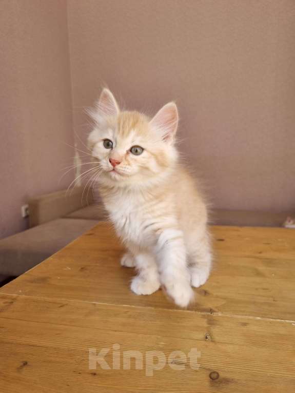 Кошки в Краснодаре: Кот нежно рыженький Мальчик, Бесплатно - фото 1