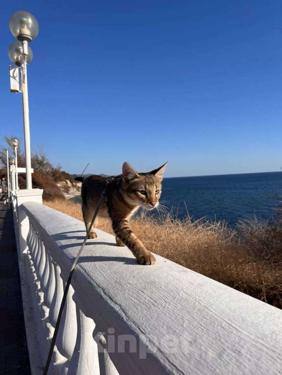 Кошки в Геленджике: Чаузи купить котенка Мальчик, 49 000 руб. - фото 3