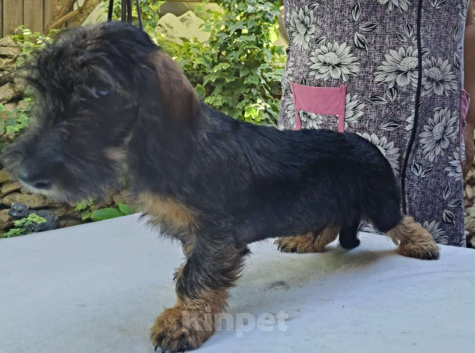 Собаки в Керчи: Продается щенок жесткошерстной таксы Мальчик, 35 000 руб. - фото 2