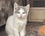 Кошки в Ногинске: Котята ищут дом Девочка, Бесплатно - фото 1