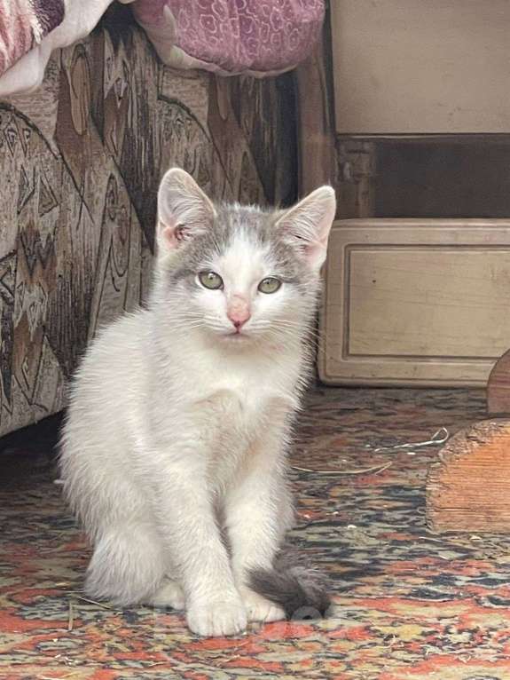 Кошки в Ногинске: Котята ищут дом Девочка, Бесплатно - фото 1