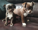 Собаки в Санкт-Петербурге: Щенки чихуахуа Девочка, 10 000 руб. - фото 6