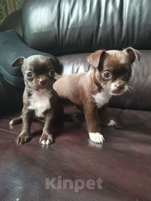 Собаки в Санкт-Петербурге: Щенки чихуахуа Девочка, 10 000 руб. - фото 6
