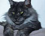 Кошки в Москве: Мейн кун чёрный дым Мальчик, 30 000 руб. - фото 1