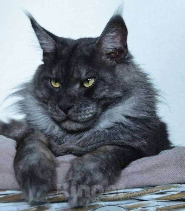 Кошки в Москве: Мейн кун чёрный дым Мальчик, 30 000 руб. - фото 1