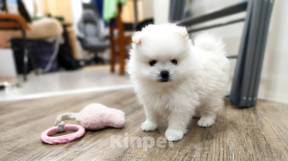 Собаки в Тюмени: Мальчик шпиц Мальчик, 25 000 руб. - фото 1