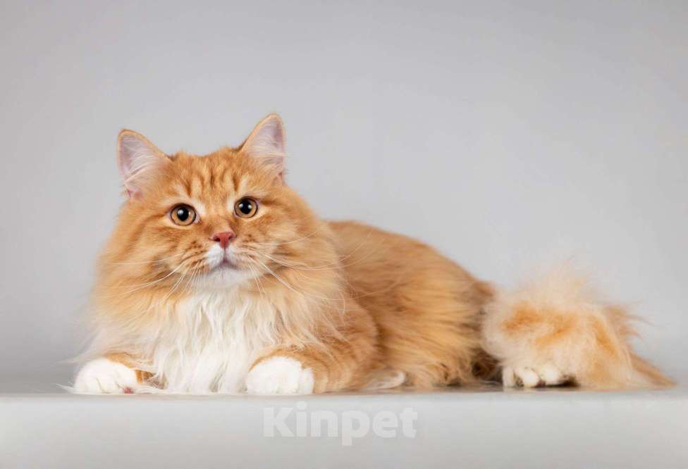 Кошки в Москве: Нежный ласковый юный котик Пушкин Мальчик, Бесплатно - фото 2