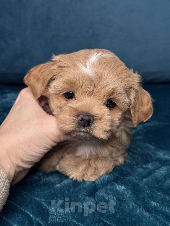 Собаки в Москве: Девочка мальтипу f1 Мишани стар Жания  Девочка, 250 000 руб. - фото 5