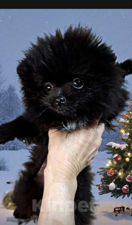 Собаки в Самаре: Продажа Девочка, 50 000 руб. - фото 1