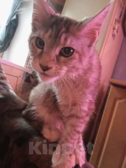 Кошки в Санкт-Петербурге: Котята мэй куна Девочка, 9 000 руб. - фото 2