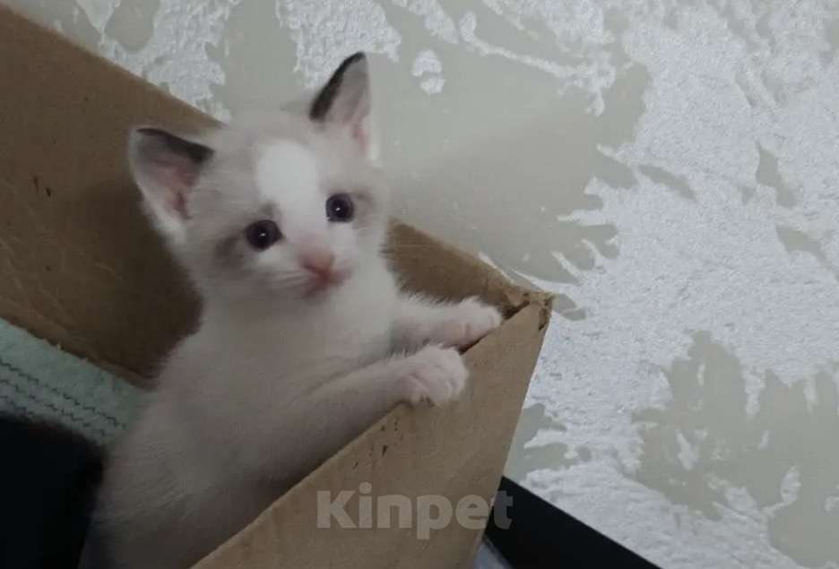 Кошки в Ростове-на-Дону: Котята Сноу шу Мальчик, 30 000 руб. - фото 3