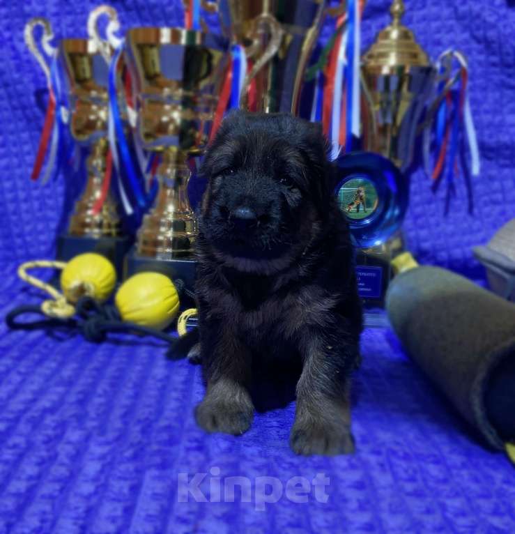 Собаки в Петрозаводске: Щенки немецкой овчарки от титулованных производителей. Разнополые, 80 000 руб. - фото 1