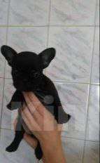 Собаки в Москве: Продам малышей бульдога Девочка, 16 999 руб. - фото 2