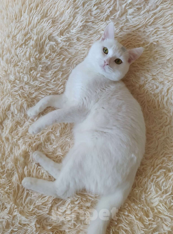 Кошки в Санкт-Петербурге: Котенок Зефирчик . 6 мес Мальчик, Бесплатно - фото 1