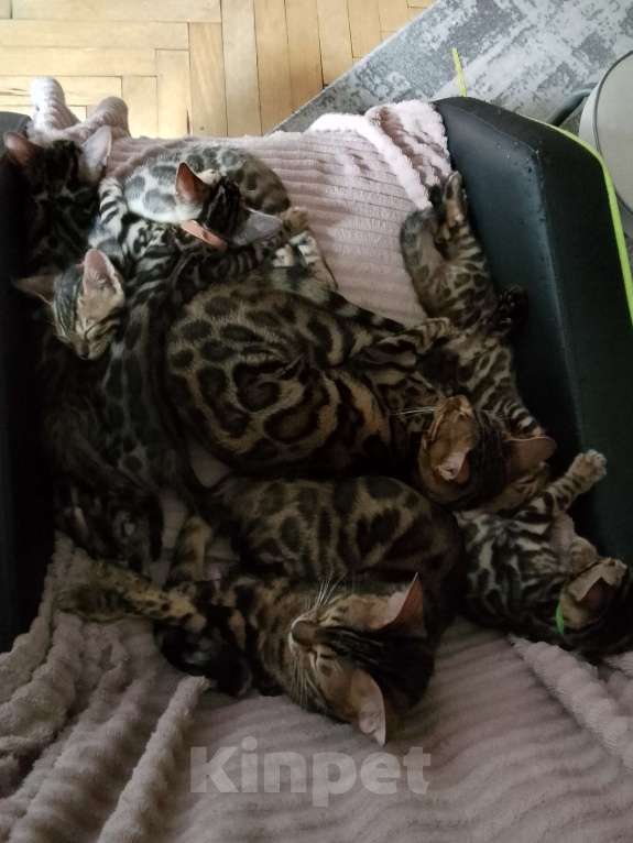 Кошки в Санкт-Петербурге: Сердечко Мальчик, 19 000 руб. - фото 2