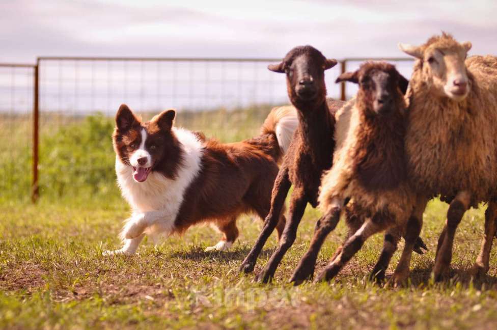 Собаки в Первоуральске: Щенки бордер колли Мальчик, 100 000 руб. - фото 4