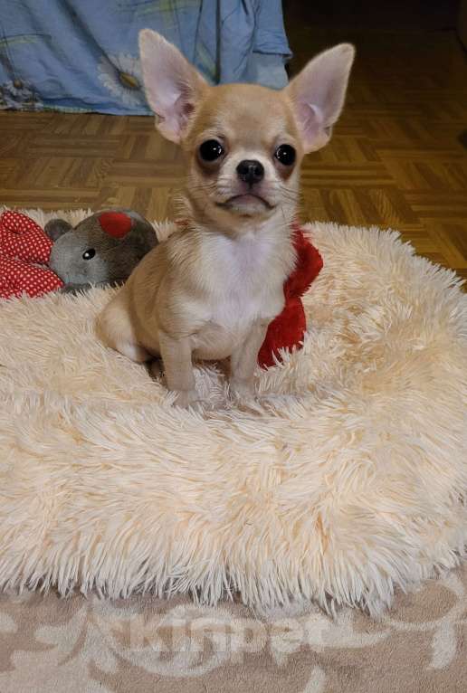 Собаки в Москве: Чихуахуа♥️голубо-палевая♥️девочка Девочка, Бесплатно - фото 2