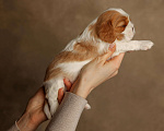 Собаки в Сарове: Кавалер Кинг чарльз спаниель девочка Девочка, 120 000 руб. - фото 2