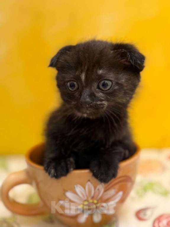 Кошки в Геленджике: Котенок в добрые руки Девочка, Бесплатно - фото 1