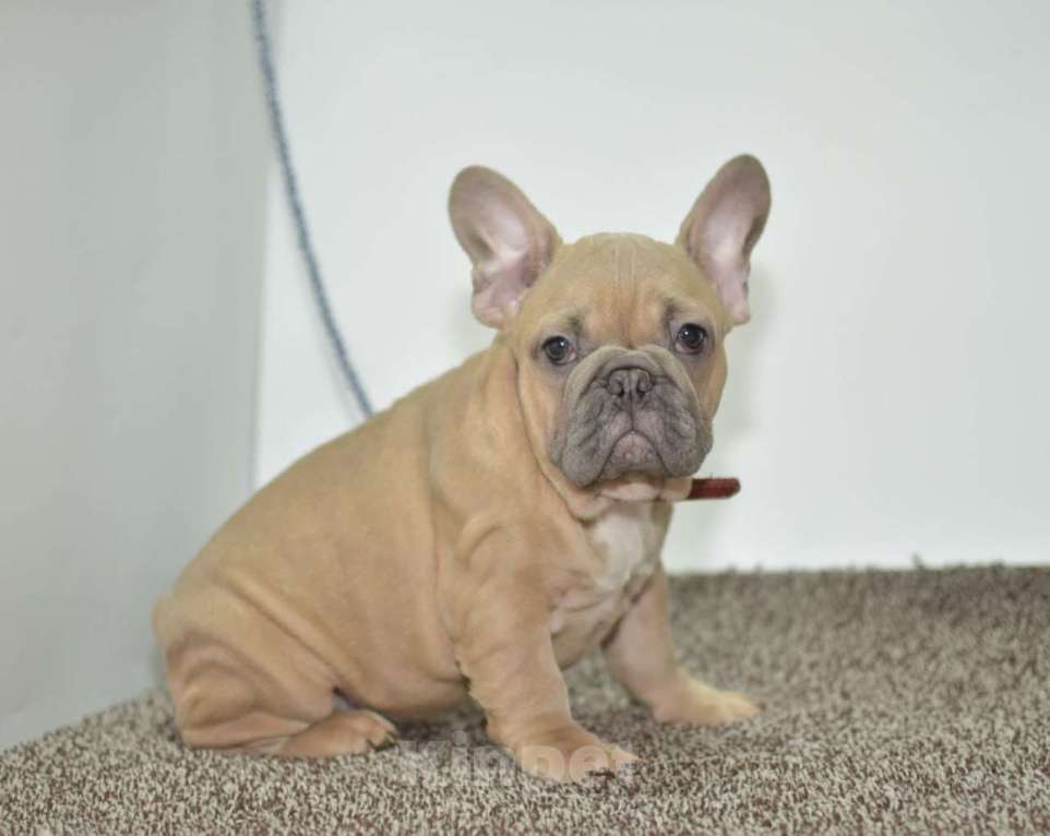 Собаки в Москве: Девочка Зимушка Девочка, 55 000 руб. - фото 7