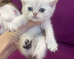 Кошки в Новосибирске: Котята британской шиншиллы Девочка, 13 000 руб. - фото 1