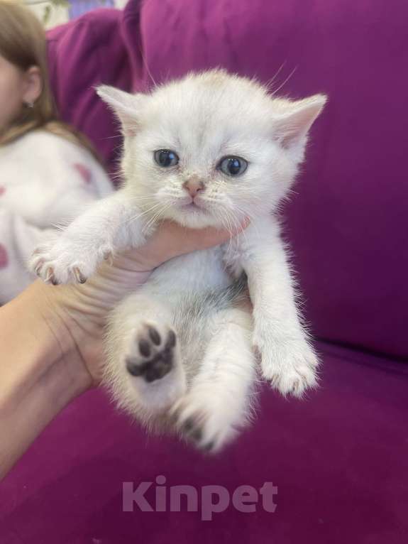 Кошки в Новосибирске: Котята британской шиншиллы Девочка, 13 000 руб. - фото 1