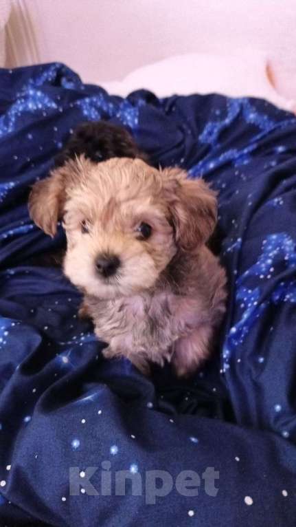 Собаки в Химках: степка Мальчик, 30 000 руб. - фото 2