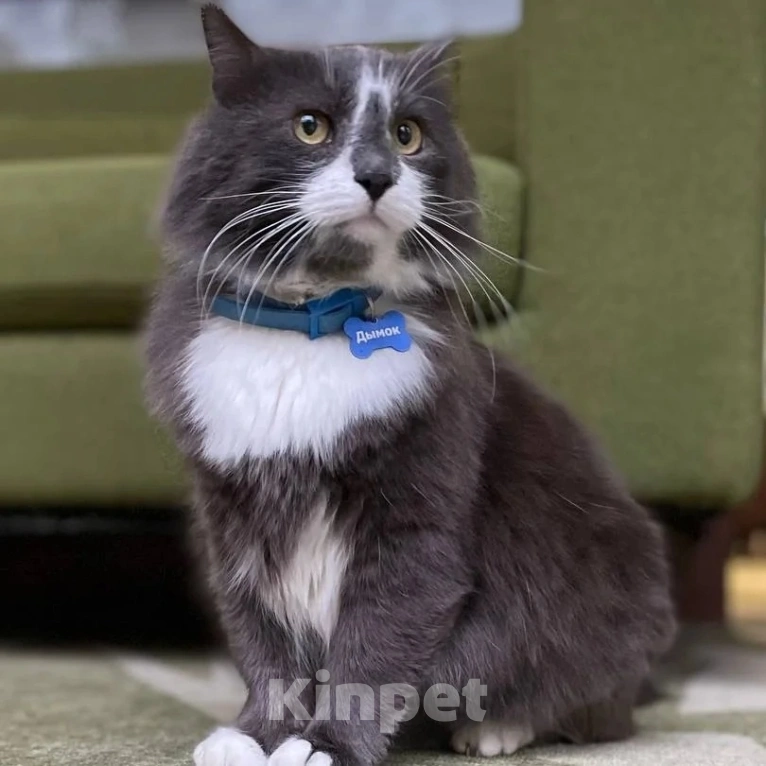 Кошки в Москве: Семья, заметьте, ну пожалуйста! Мальчик, Бесплатно - фото 2