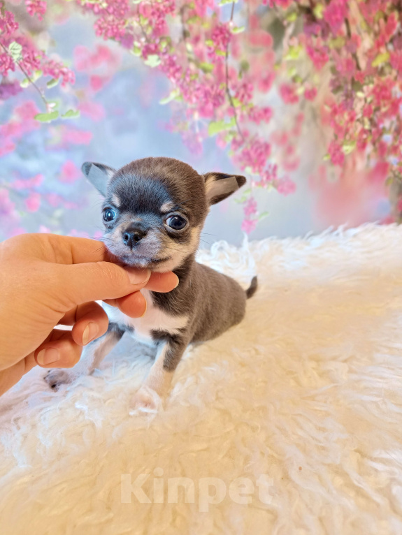 Собаки в Москве: Голубой мини мальчик Мальчик, 56 000 руб. - фото 2