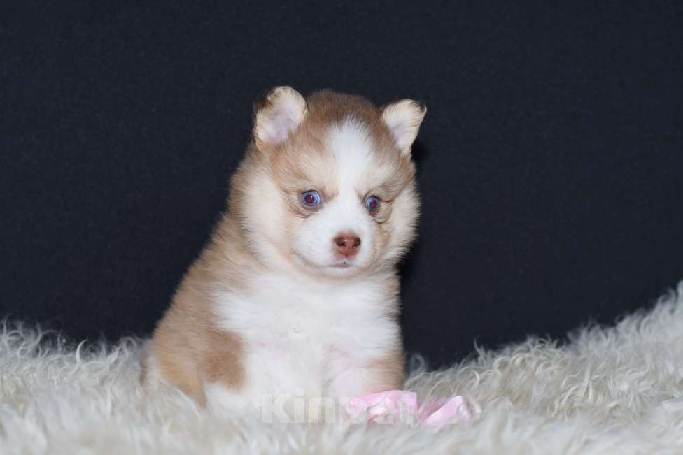 Собаки в Краснодаре: Девочки Помски F4  Девочка, 200 000 руб. - фото 3