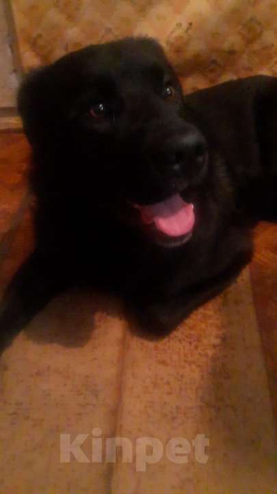 Собаки в Новосибирске: Вязка чудесного пса Мальчик, 500 руб. - фото 3