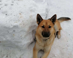 Собаки в Голицыно: Потерялась собака Мальчик, 1 000 руб. - фото 1
