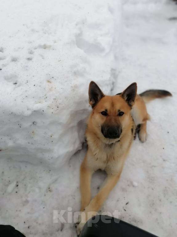 Собаки в Голицыно: Потерялась собака Мальчик, 1 000 руб. - фото 1