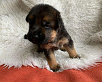 Собаки в Новосибирске: Великолепные щенки  немецкой овчарки Девочка, Бесплатно - фото 8